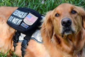 Can therapy dogs help with PTSD?