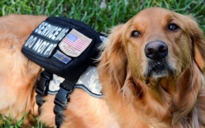 Can therapy dogs help with PTSD?